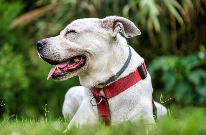 Is My Dog Overheated? How to Know What to Do